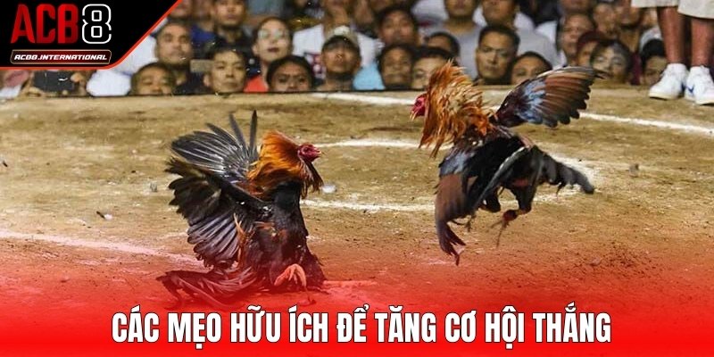 Các mẹo hữu ích để tăng cơ hội thắng tại trường gà Campuchia Các mẹo hữu ích để tăng cơ hội thắng tại trường gà Campuchia