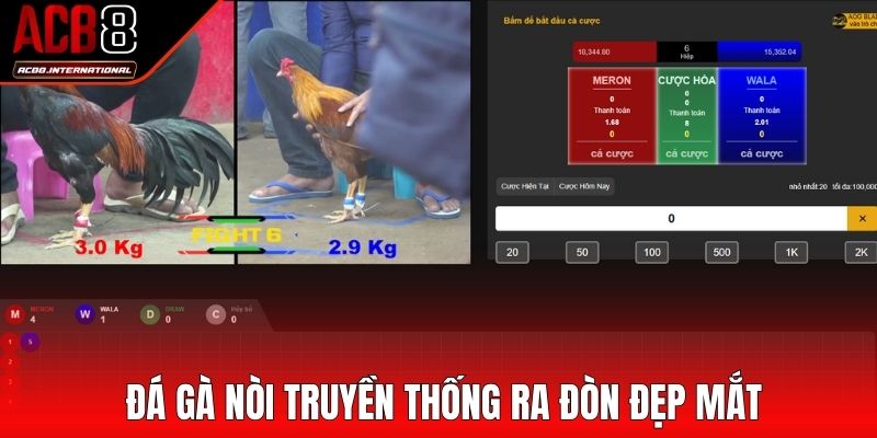 Đá gà nòi truyền thống ra đòn đẹp mắt Đá gà nòi truyền thống ra đòn đẹp mắt