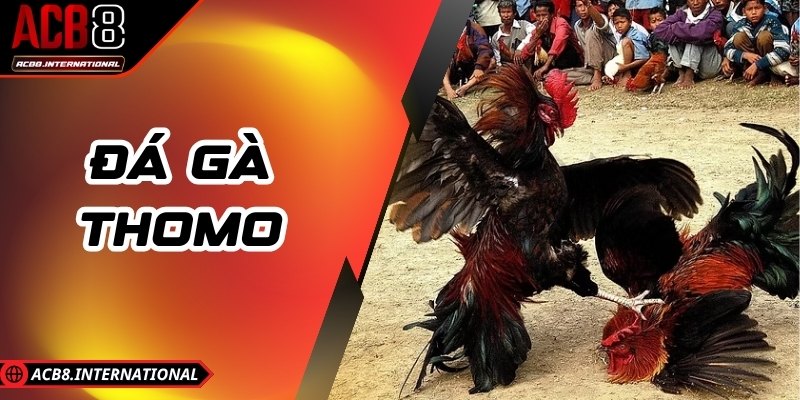 Đá Gà Thomo: Sân Chơi Gay Cấn, Lôi Cuốn Bậc Nhất Châu Á Đá Gà Thomo: Sân Chơi Gay Cấn, Lôi Cuốn Bậc Nhất Châu Á