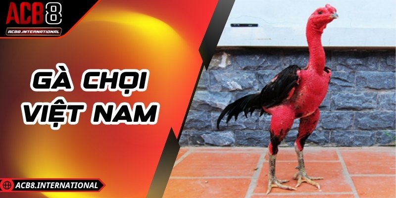 Gà chọi Việt Nam – Đỉnh Cao So Tài Và Thắng Bùng Nổ Gà chọi Việt Nam – Đỉnh Cao So Tài Và Thắng Bùng Nổ