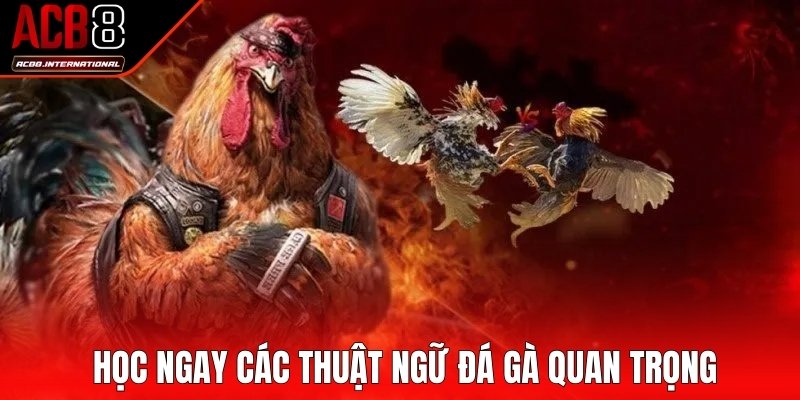 Học ngay các thuật ngữ đá gà quan trọng khi cá cược