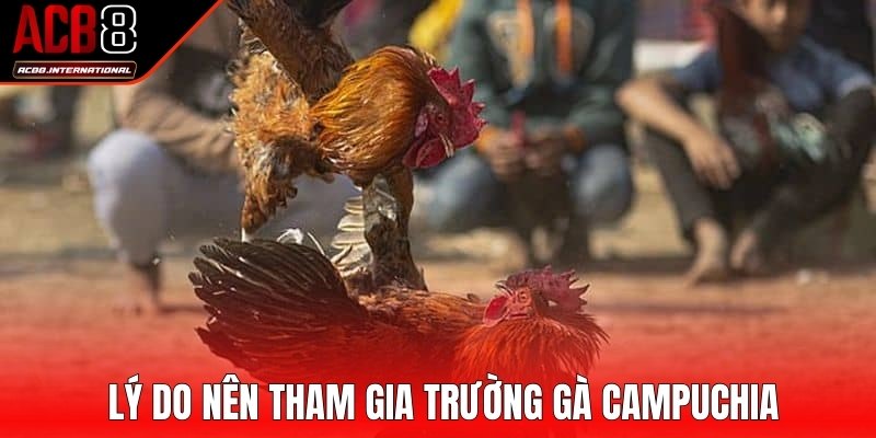 Lý do nên tham gia trường gà Campuchia Lý do nên tham gia trường gà Campuchia