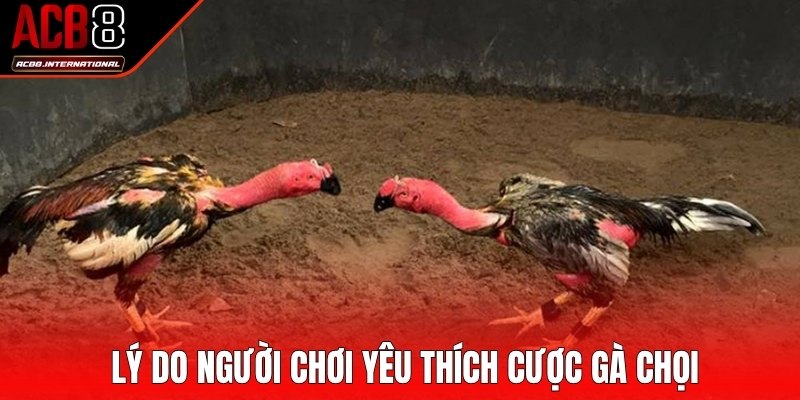Lý do người chơi yêu thích cược gà chọi Lý do người chơi yêu thích cược gà chọi
