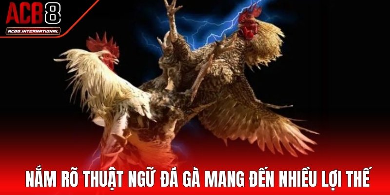 Nắm rõ thuật ngữ đá gà mang đến nhiều lợi thế vượt trội