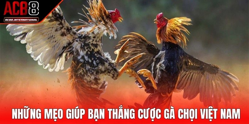 Những mẹo giúp bạn chiến thắng cược gà chọi Việt Nam Những mẹo giúp bạn chiến thắng cược gà chọi Việt Nam