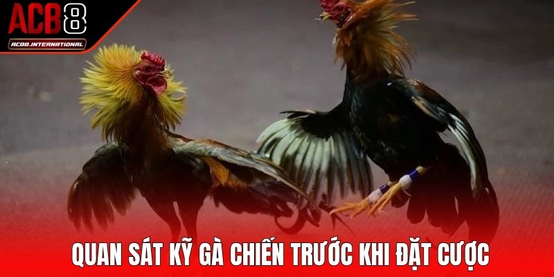 Quan sát kỹ gà chiến trước khi đặt cược đá gà Thomo