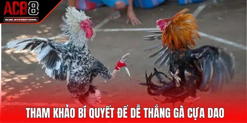 Tham khảo bí quyết để dễ thắng gà cựa dao
