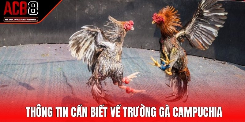 Thông tin cần biết về trường gà nổi tiếng Campuchia Thông tin cần biết về trường gà nổi tiếng Campuchia