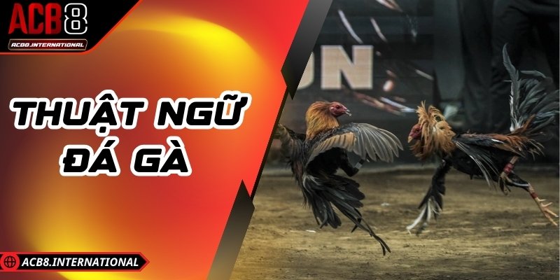 Thuật Ngữ Đá Gà Tại ACB8 - Hiểu Đúng Để Cược Chuẩn Thuật Ngữ Đá Gà Tại ACB8 - Hiểu Đúng Để Cược Chuẩn
