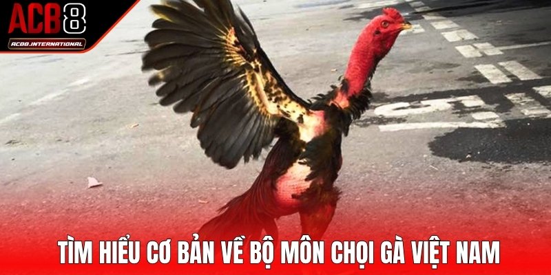 Tìm hiểu cơ bản về bộ môn chọi gà Việt Nam Tìm hiểu cơ bản về bộ môn chọi gà Việt Nam